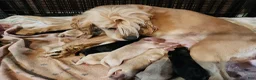 Cocker Spaniel dogs for sale: Cocker Spaniel 6 - Ad 6