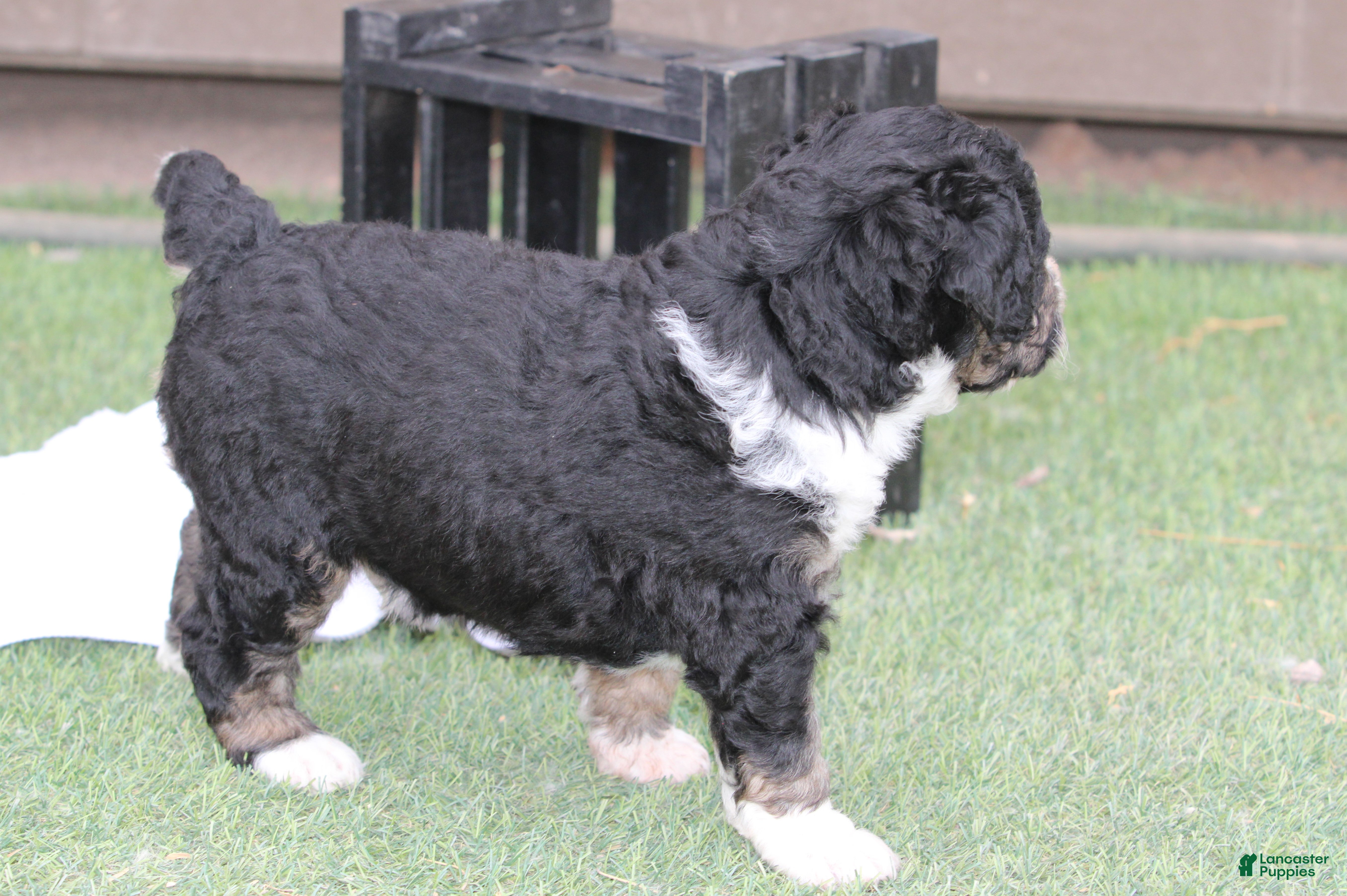 Bernedoodle dogs Bixley - Ad 2