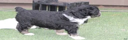 Bernedoodle dogs for sale: Bixley - Ad 2