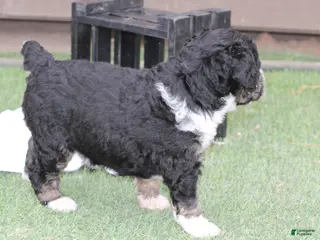 Bernedoodle dogs Bixley - Ad 2