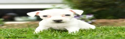 Jack Russell Terrier dogs for sale: Popcorn - Ad 2
