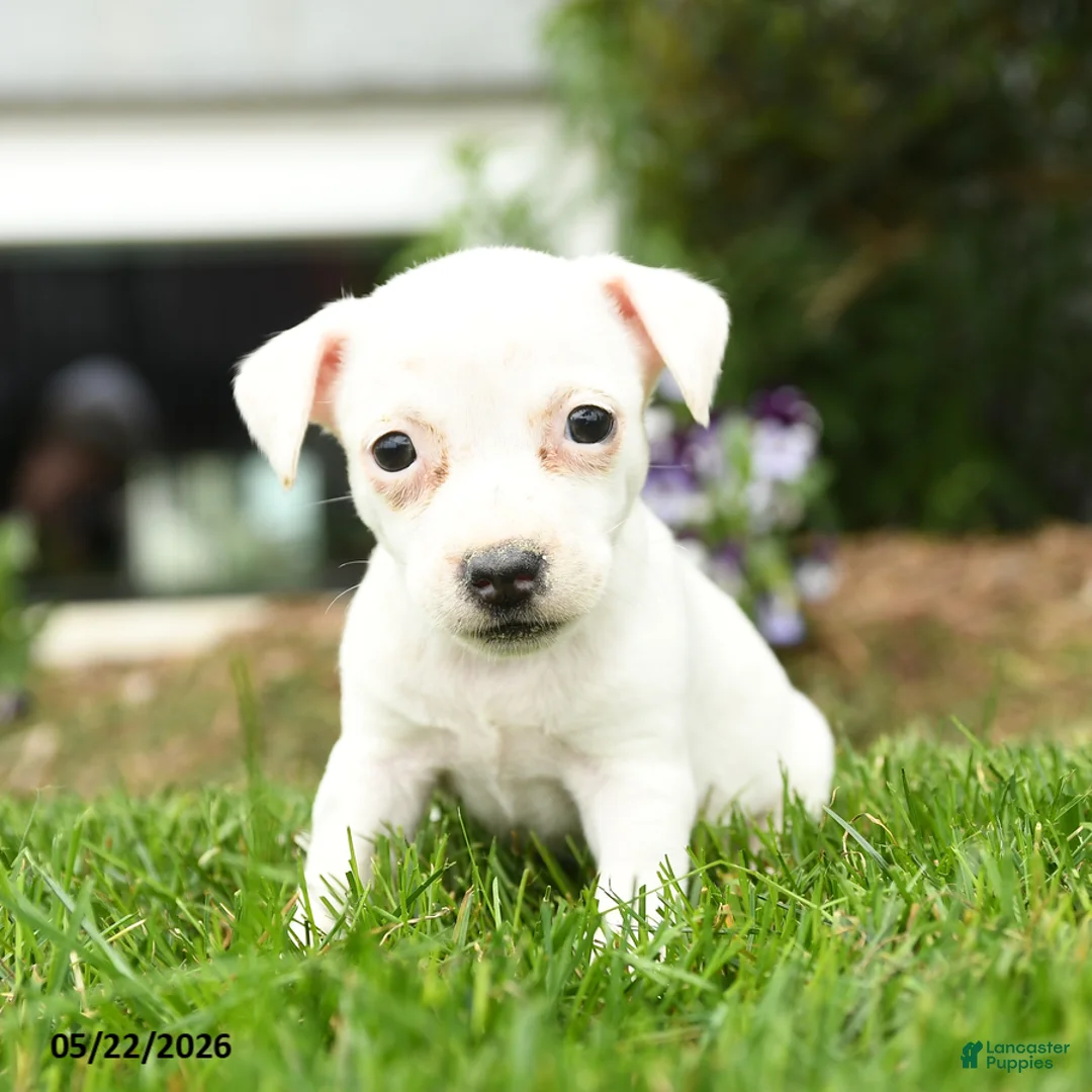 Jack Russell Terrier dogs for sale: Popcorn - Ad 2