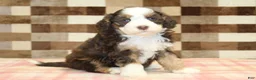 Mini Bernedoodle dogs for sale: Hank - Ad 4