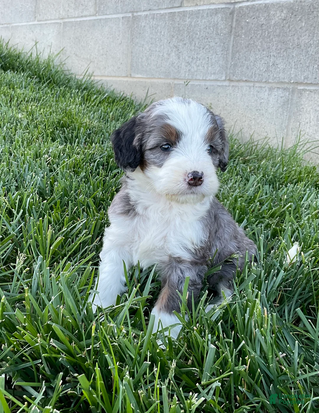 Mini Bernedoodle dogs for sale: Rambo - Ad 3