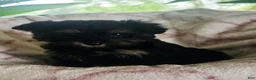 Yorkshire Terrier dogs for sale: Princess  - Ad 4