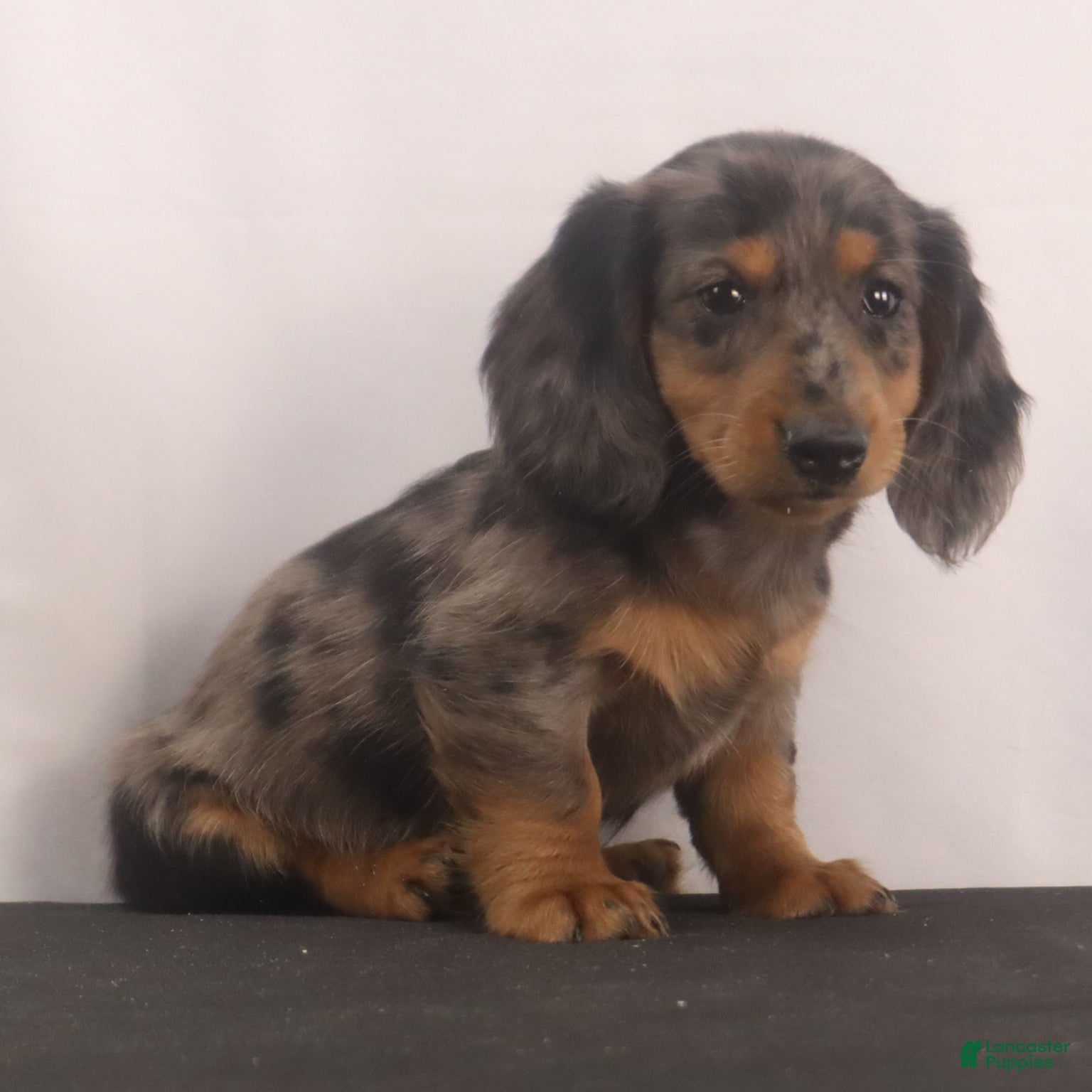 Dachshund dogs Fluffy - Ad 2