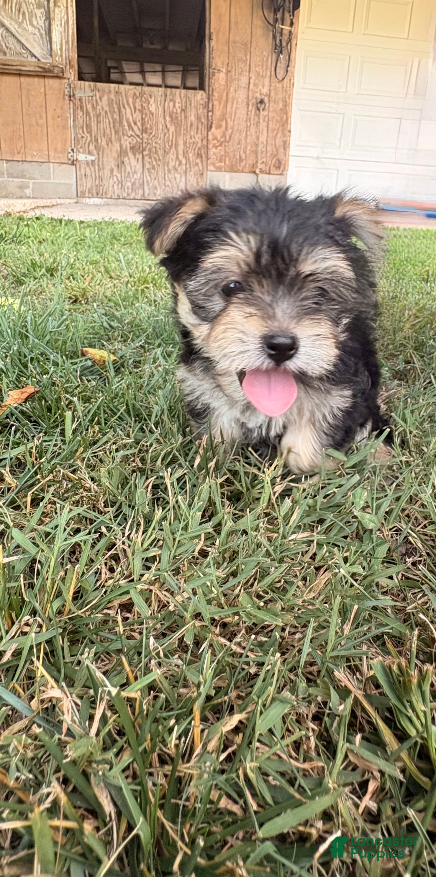 Morkie dogs for sale: Conner - Ad 3