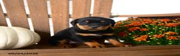 Rottweiler dogs for sale: Pennelope  - Ad 5
