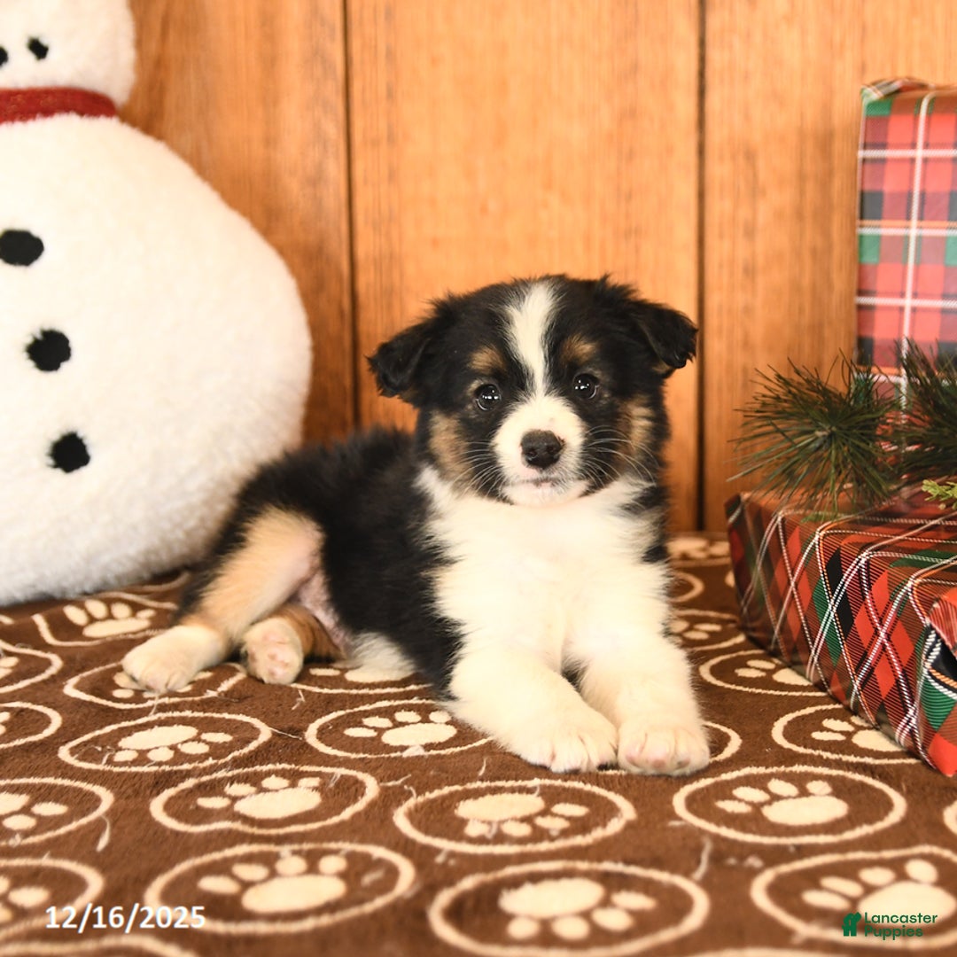 Miniature Australian Shepherd dogs for sale: Jett - Ad 4