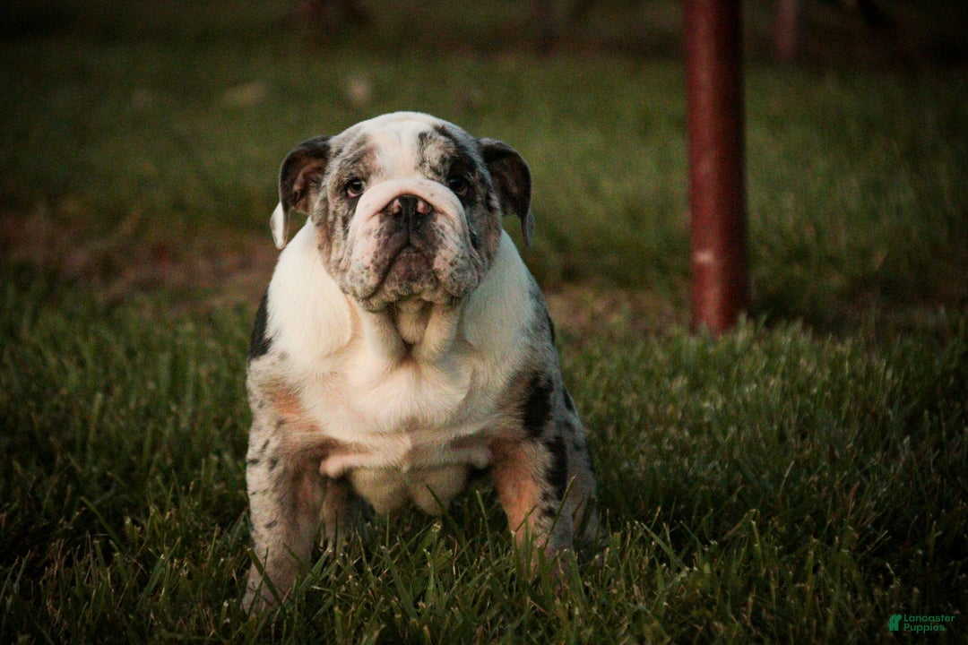 English Bulldog dogs for sale: Seth English Bulldog  - Ad 2