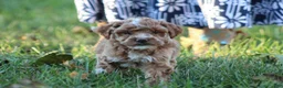 Bichpoo dogs for sale: Bailey - Ad 7