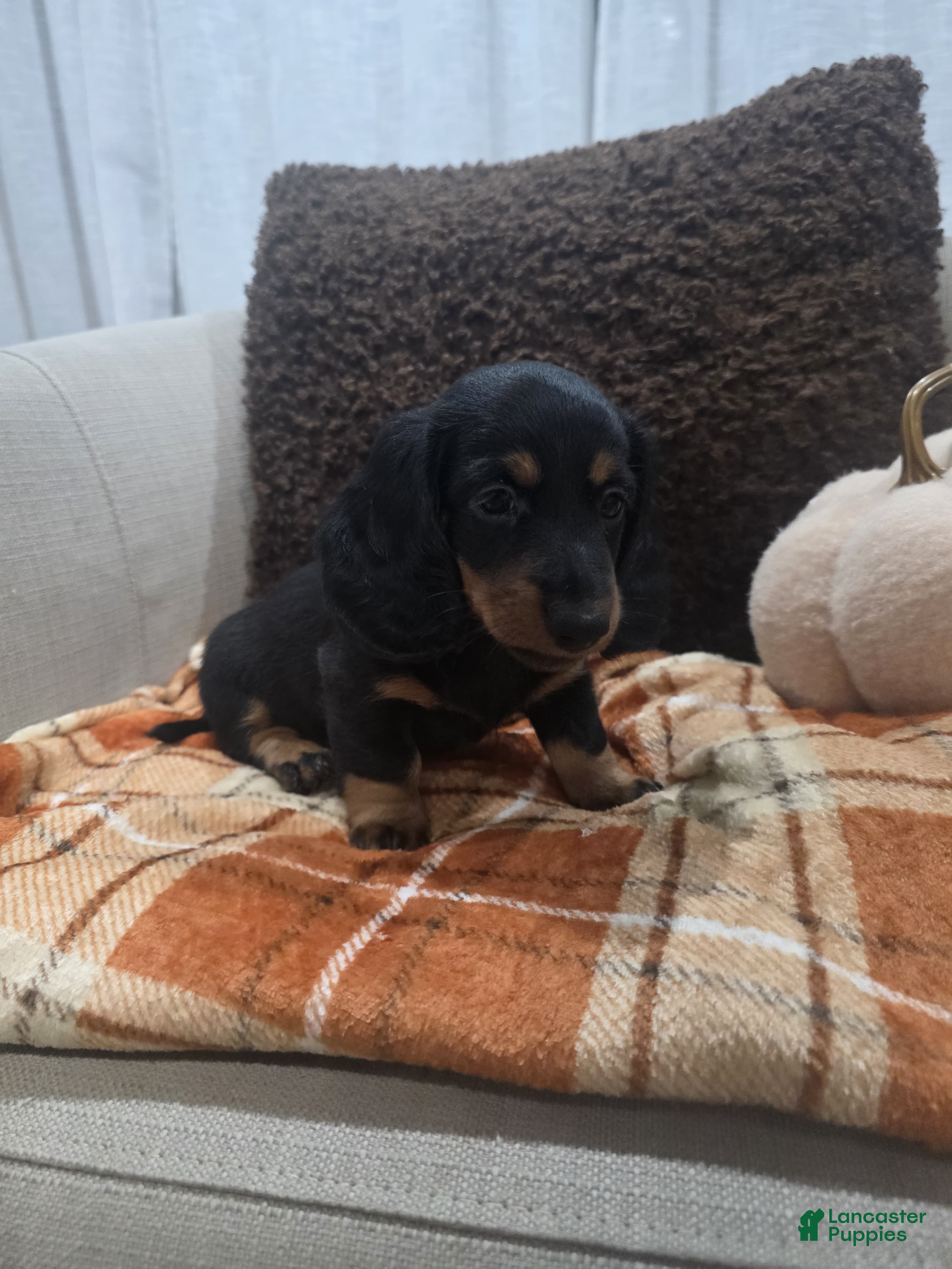Miniature Dachshund dogs Cookie - Ad 8