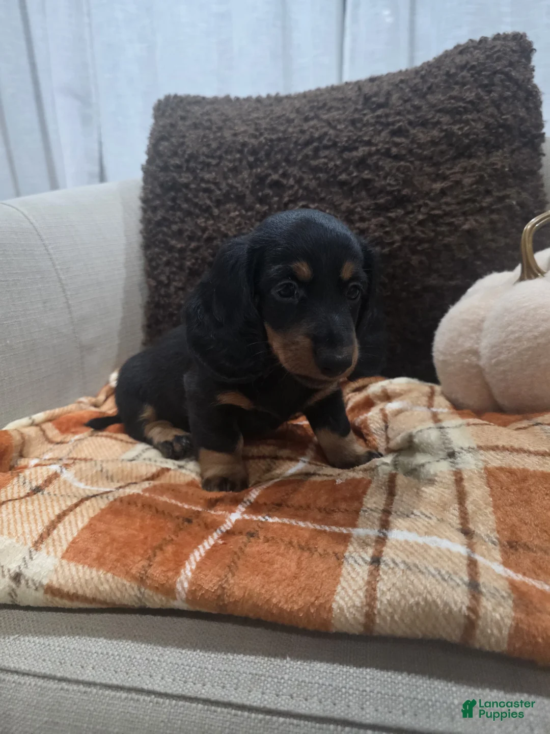 Miniature Dachshund dogs for sale: Cookie - Ad 1