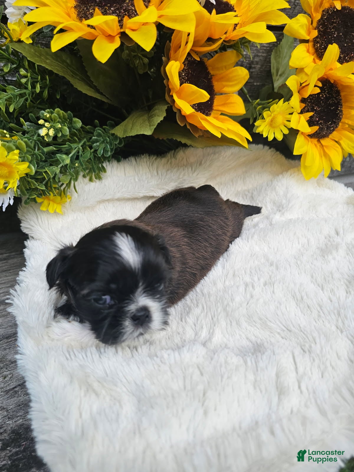 Shih Tzu dogs Scruffy - Ad 1