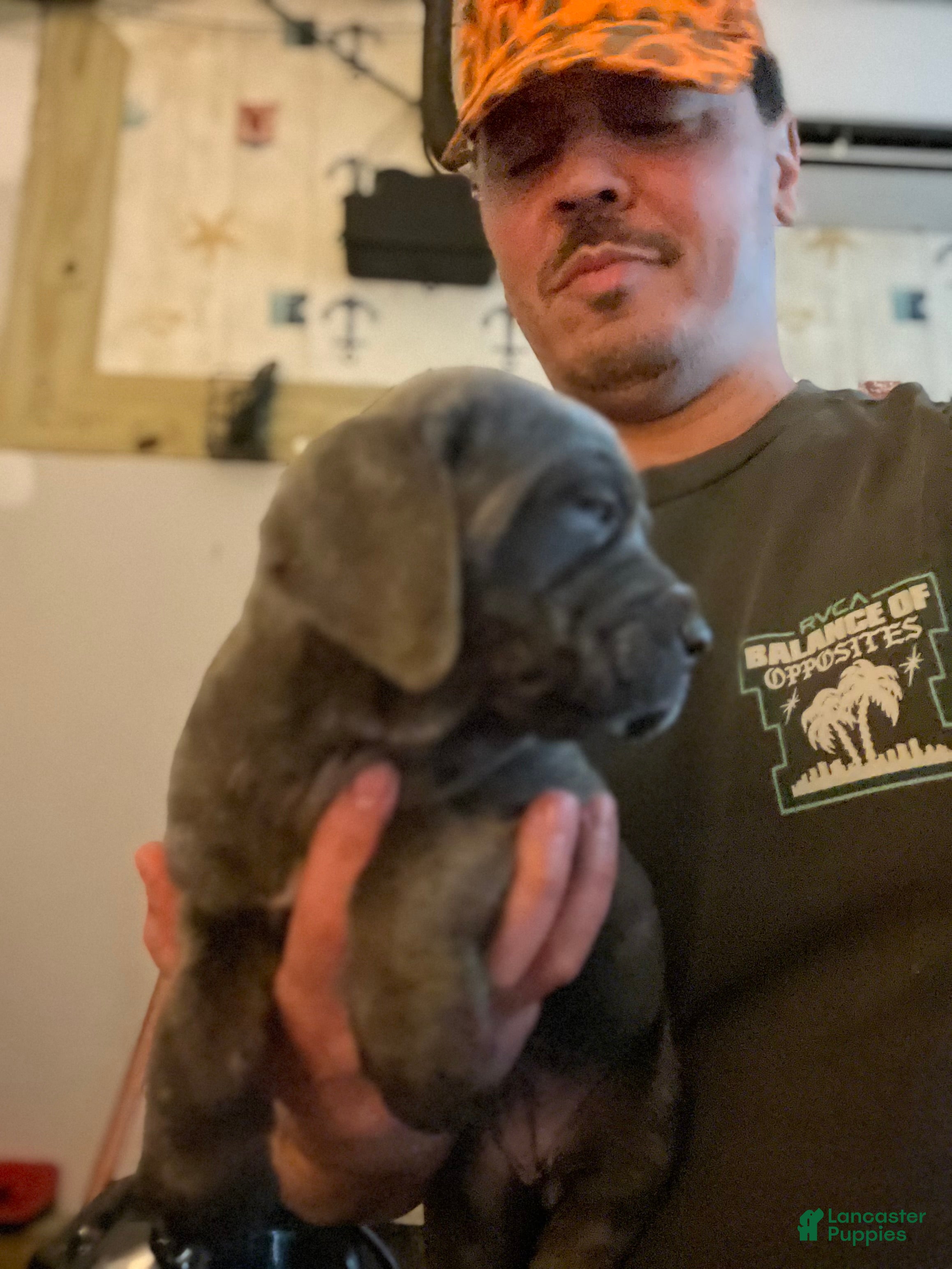 Cane Corso dogs Cane Corso Puppy 3 - Ad 2