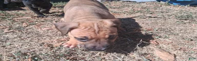 Mixed Breed 1