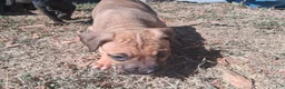 Mixed Breed dogs for sale: Mixed Breed 1 - Ad 1