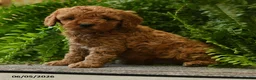 Miniature Poodle dogs for sale: Caramel - Ad 4