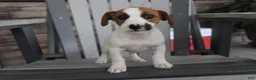 Jack Russell Terrier dogs for sale: Patty - Ad 4