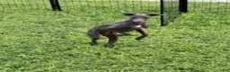 Italian Greyhound dogs for sale: Charlie - Ad 7