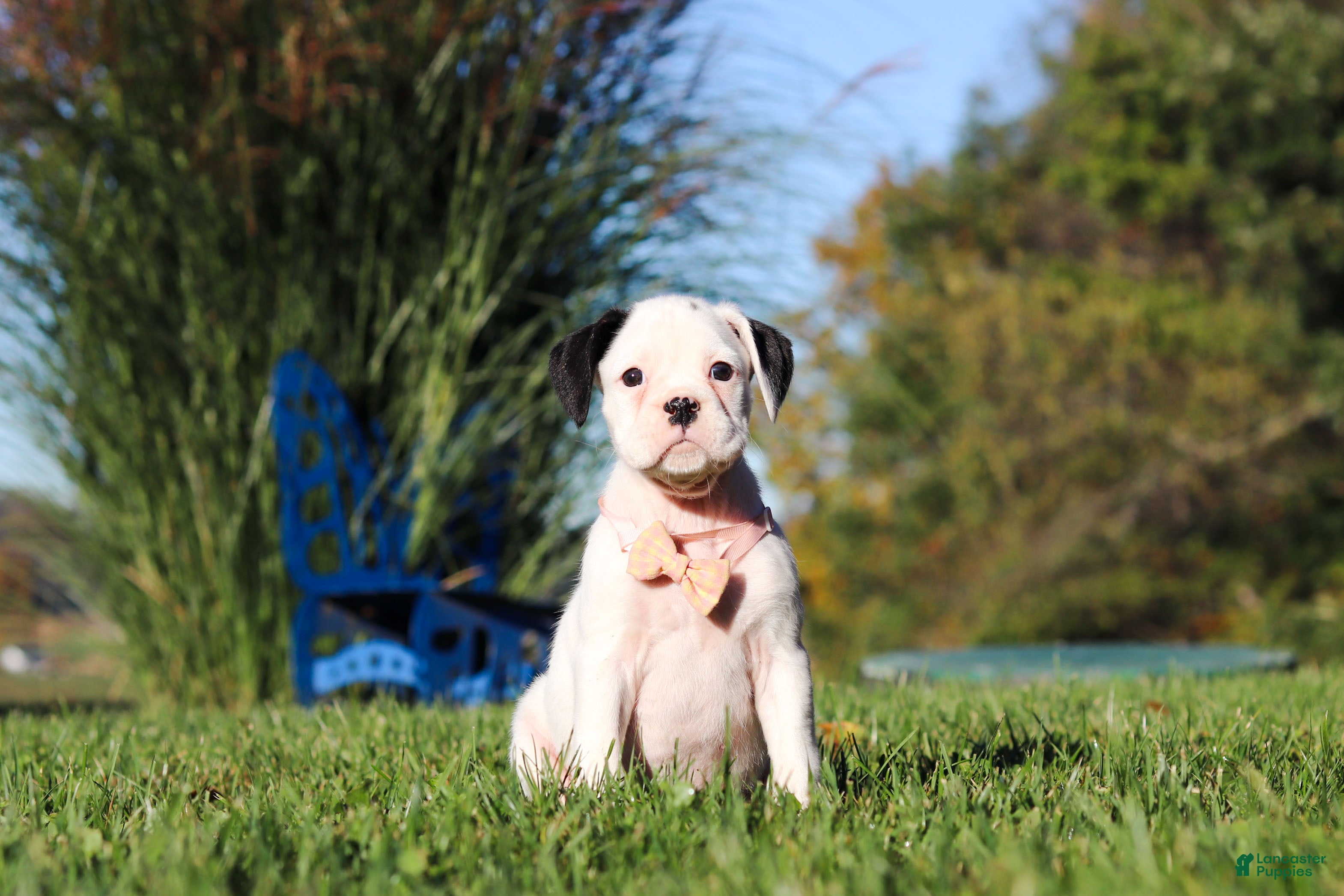 Boxer dogs Bonnie - Ad 2