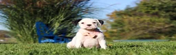 Boxer dogs for sale: Bonnie - Ad 2