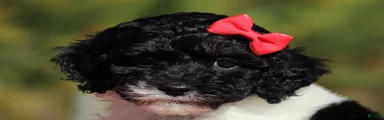 Jillie (AKC)