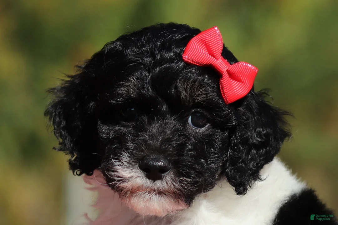 Miniature Poodle dogs for sale: Jillie (AKC) - Ad 1