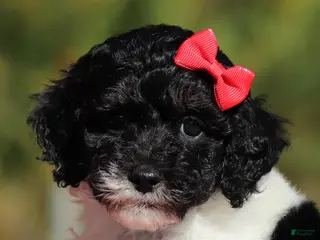 Miniature Poodle dogs Jillie (AKC) - Ad 1
