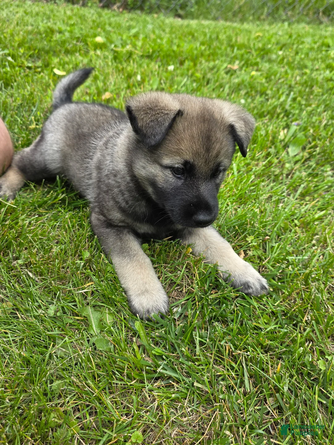 Norwegian Elkhound dogs for sale: Brown - Ad 1