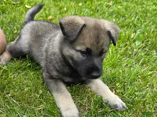 Norwegian Elkhound dogs Brown - Ad 3