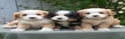 Miniature Bernese Mountain Dog dogs for sale: Kason  - Ad 5