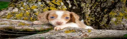 Dachshund dogs for sale: Vienna - Ad 2