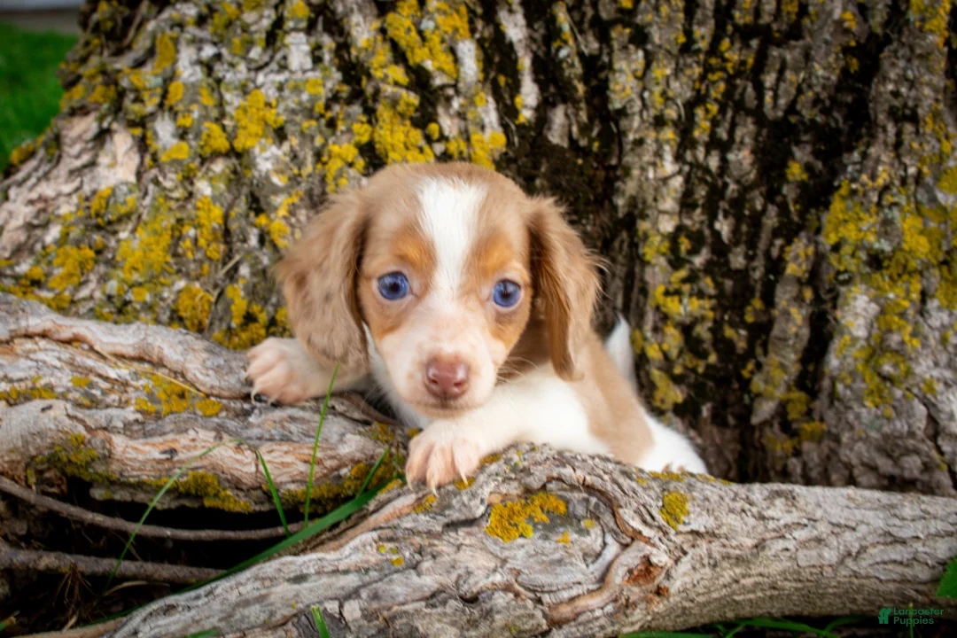 Dachshund dogs for sale: Vienna - Ad 2