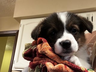 Welsh Corgi Pembroke dogs Welsh Corgi Pembroke Puppy 3 - Ad 23