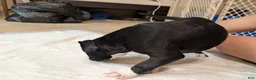 American Pit Bull Terrier dogs for sale: Shadow - Ad 3