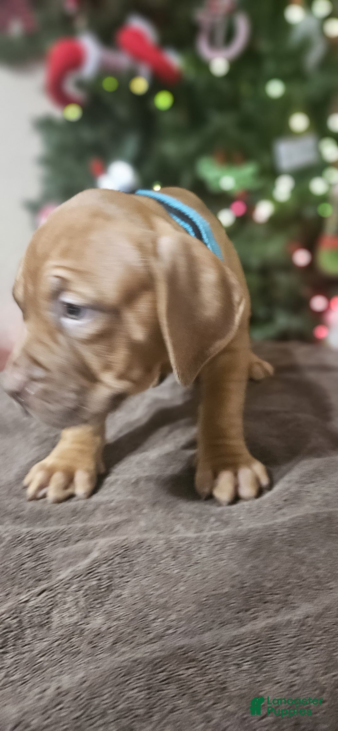 American Bully dogs for sale: Jingle  - Ad 2