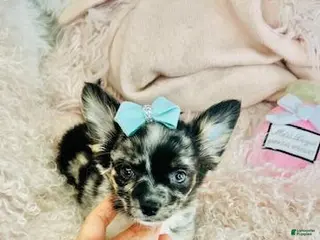 Chihuahua dogs Chihuahua Puppy 1 - Ad 15