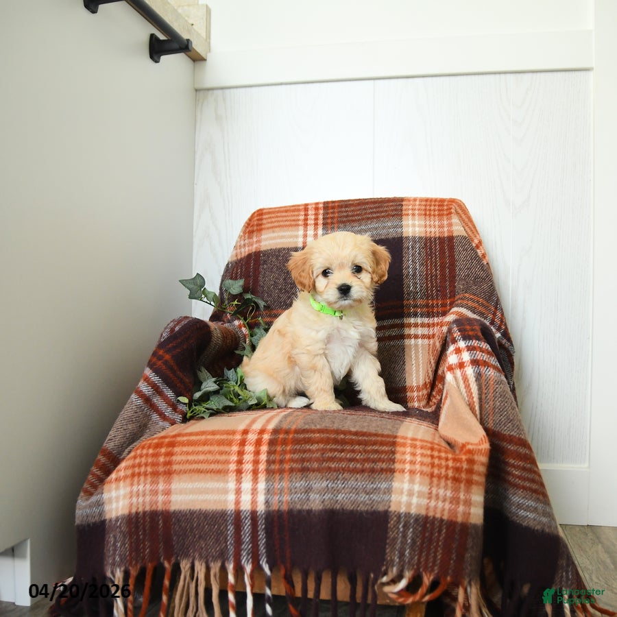 Cavachon dogs Keesha - Ad 1