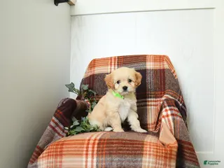 Cavachon dogs for sale: Keesha - Ad 1