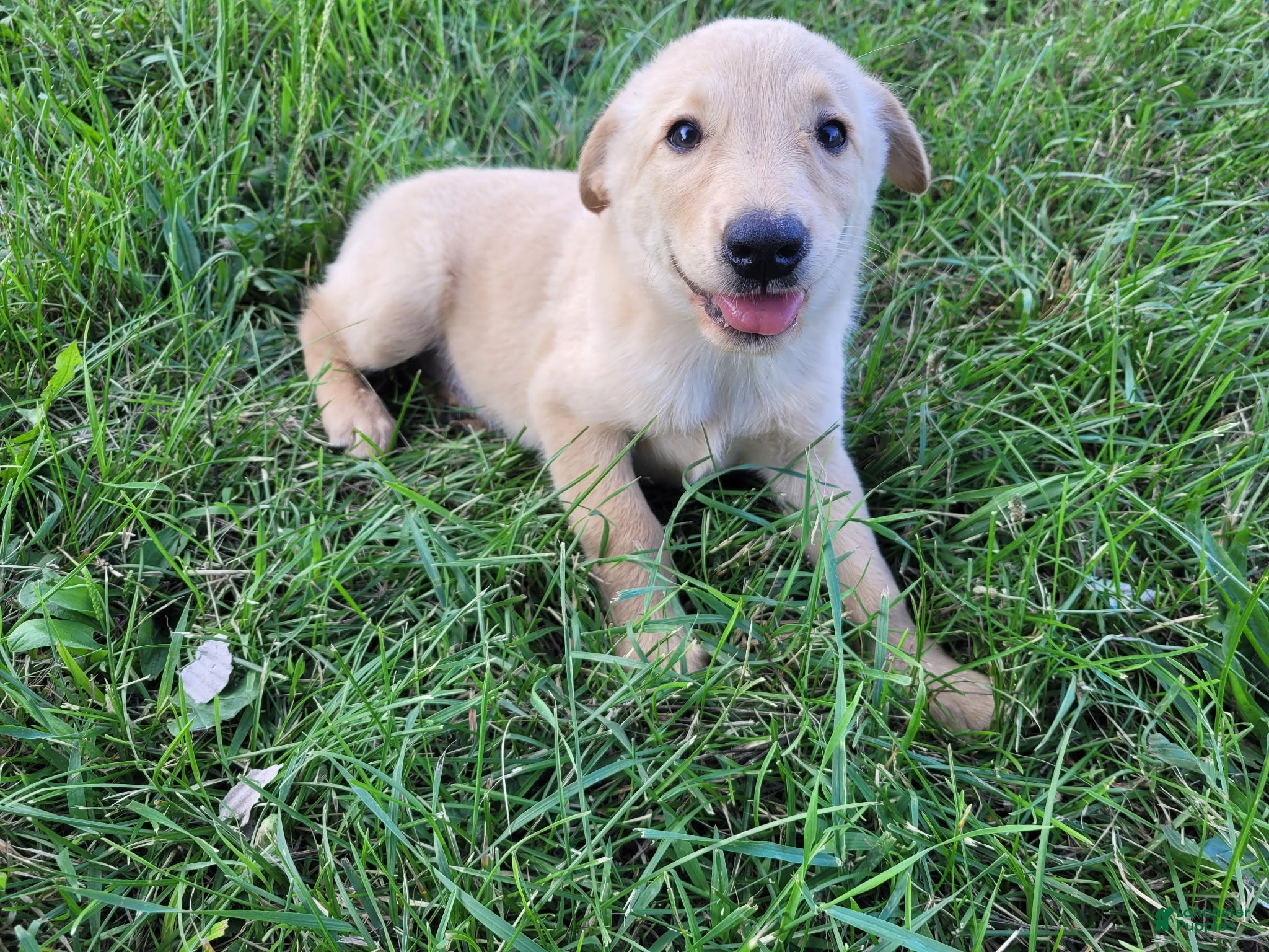 Golden Shepherd dogs Kim  - Ad 1