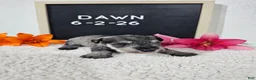 Miniature Schnauzer dogs for sale: Dawn - Ad 16
