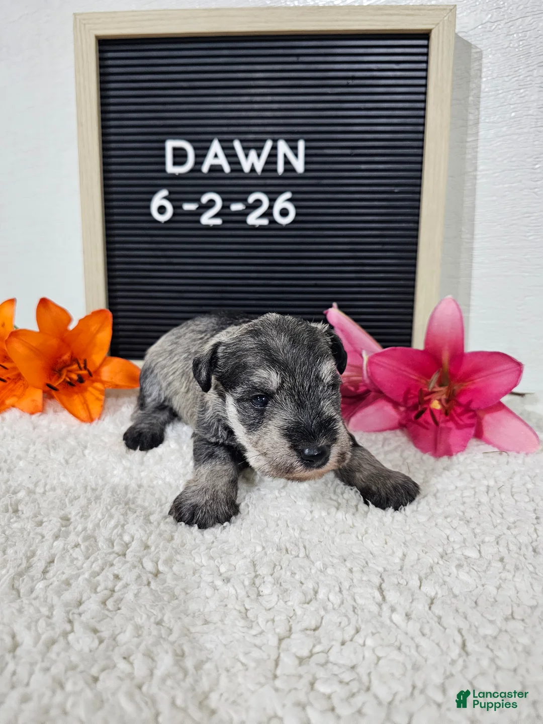 Miniature Schnauzer dogs for sale: Dawn - Ad 16