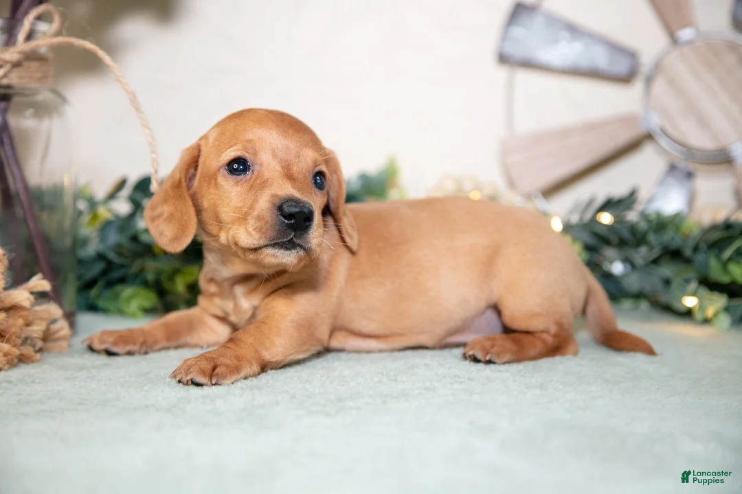 Miniature Dachshund dogs for sale: Sven - Ad 1