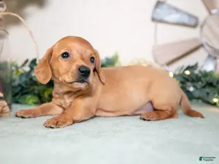 Miniature Dachshund dogs for sale: Sven - Ad 3