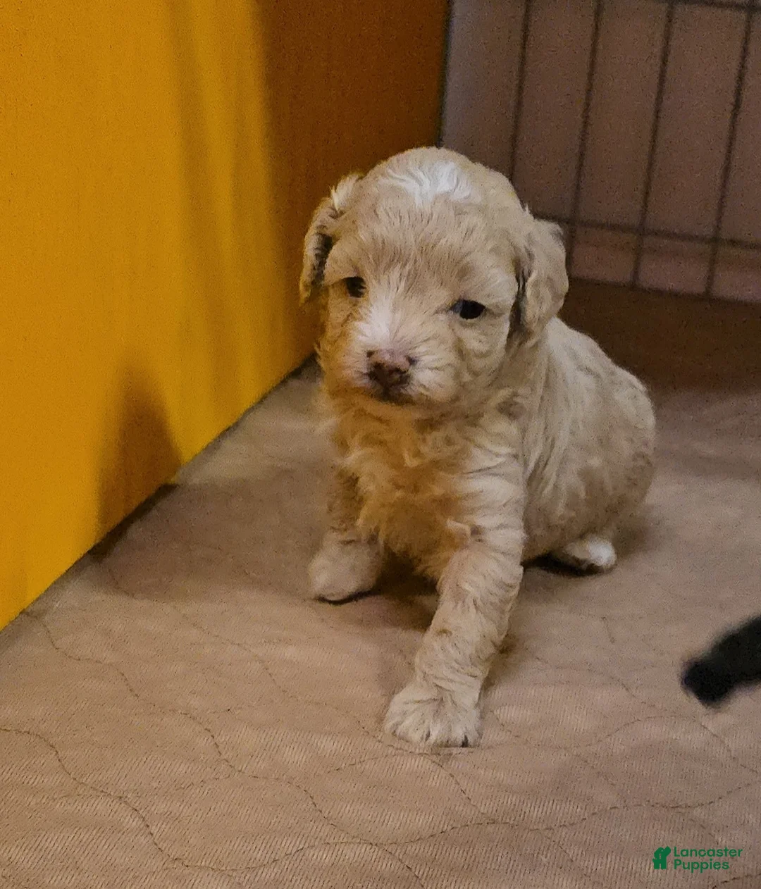 Maltipoo dogs for sale: Pooh - Ad 2