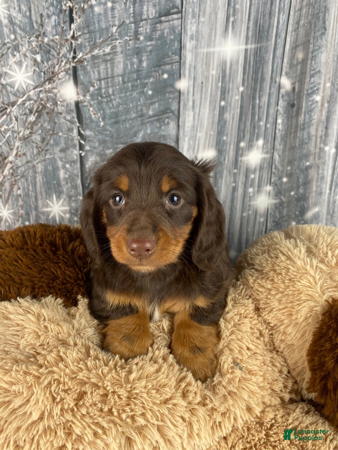 Miniature Dachshund dogs for sale: Lilly - Ad 1