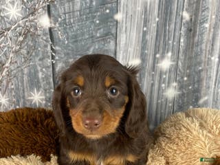 Miniature Dachshund dogs Lilly - Ad 29