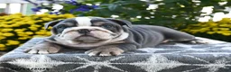 English Bulldog dogs for sale: Tank - Ad 3