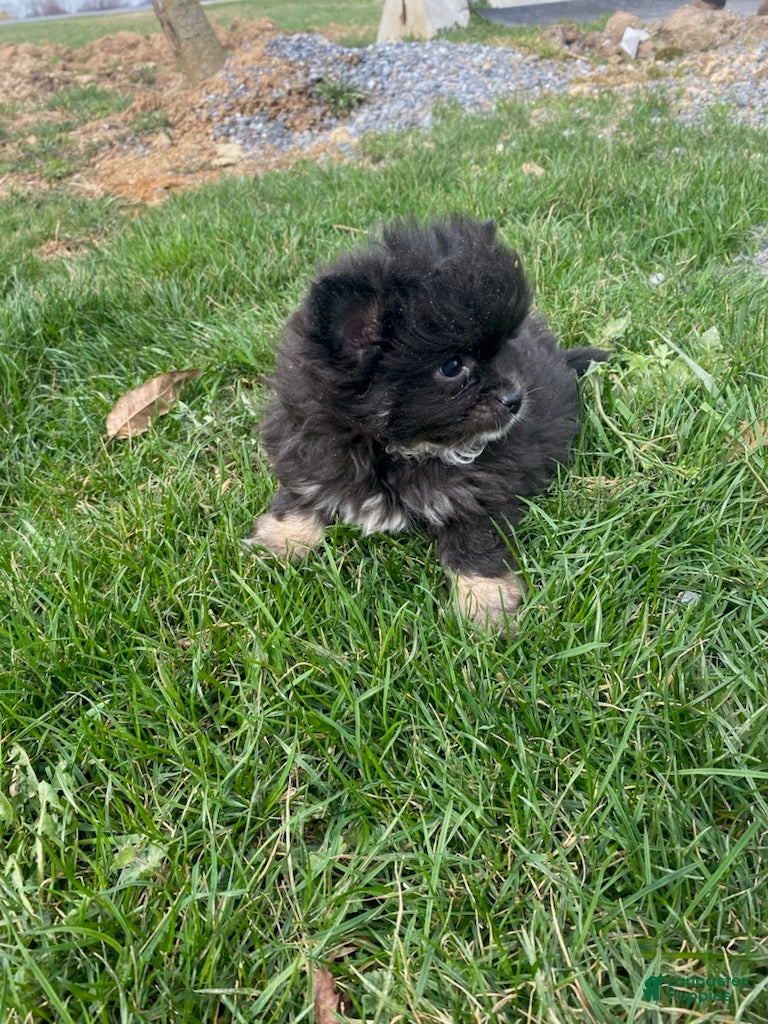 Pomeranian dogs Nena - Ad 1